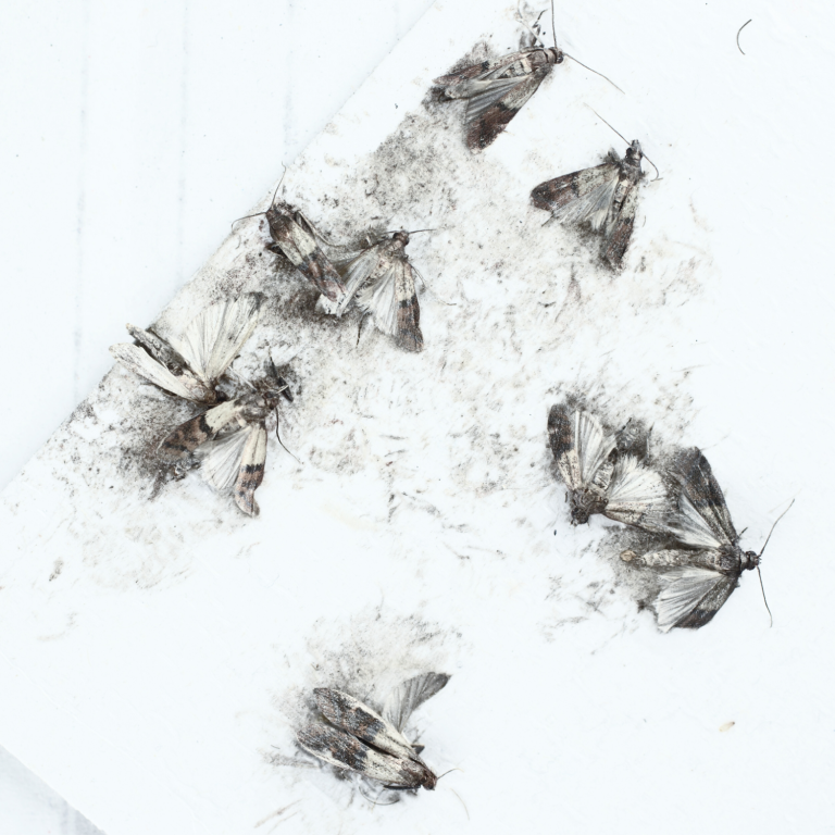 Schädlingsprophylaxe Leipzig, Schädlingsbekämpfung Leipzig, Hygiene Service Inspektion und Schädlingsprophylaxe in Leipzig, Hygiene Service Leipzig